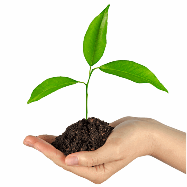 carbon offset tree planting